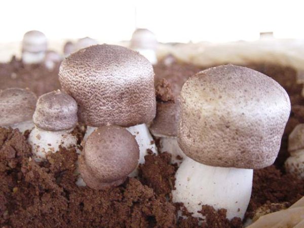 Cogumelo Agaricus NK-CELL® - Agaricus blazei - Imagem 6