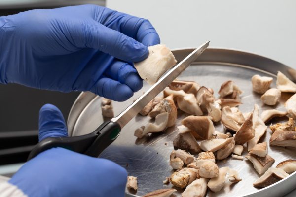 Agaricus NK-CELL® para chá -  Agaricus blazei - Imagem 2