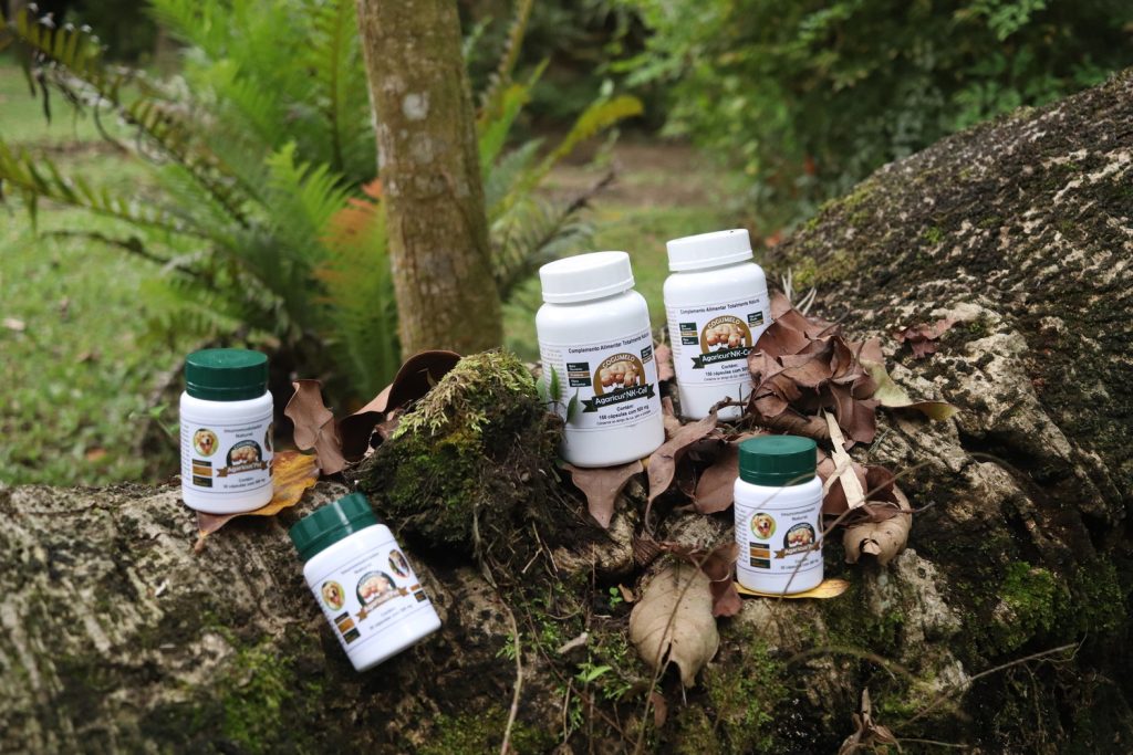 frascos de agaricus na natureza