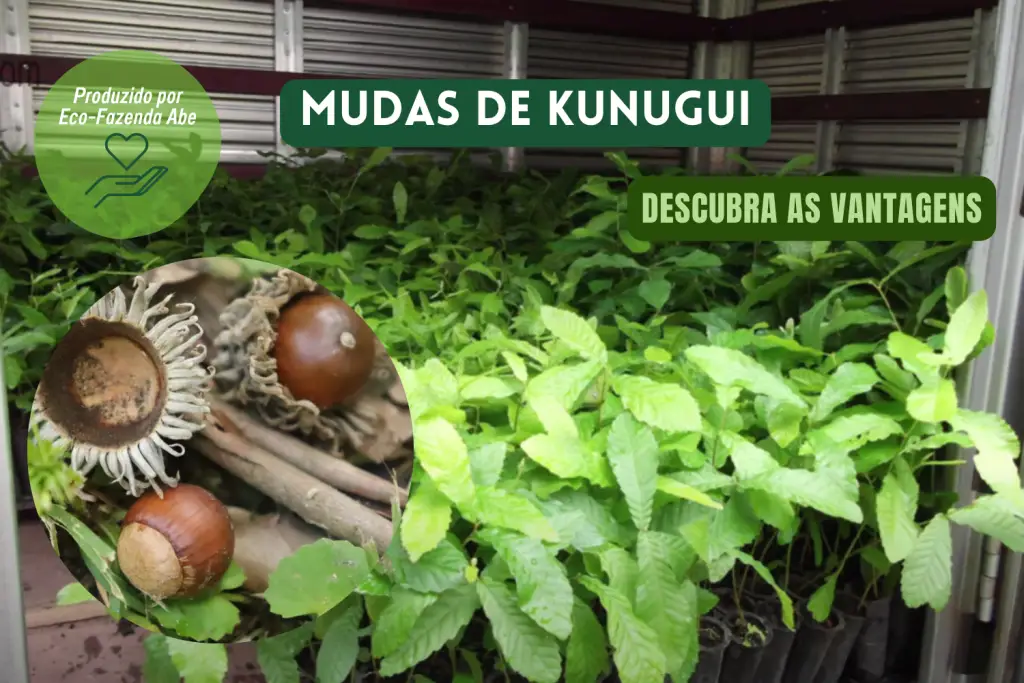 Mudas de kunugui