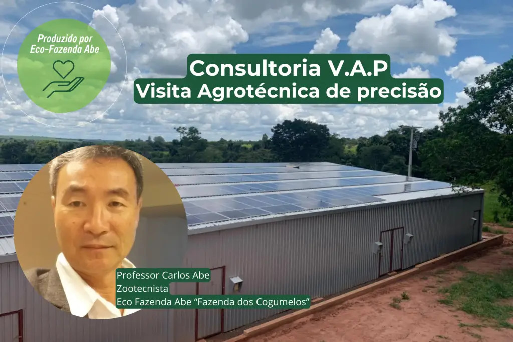 Consultoria V.A.P