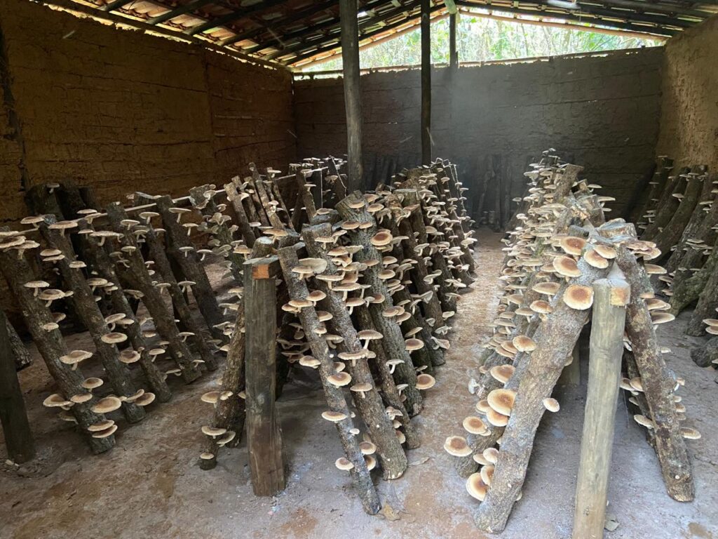 Shiitake no kunugui