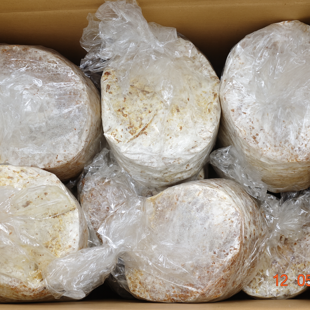 pacote de semente de shiitake para cultivo em toras
