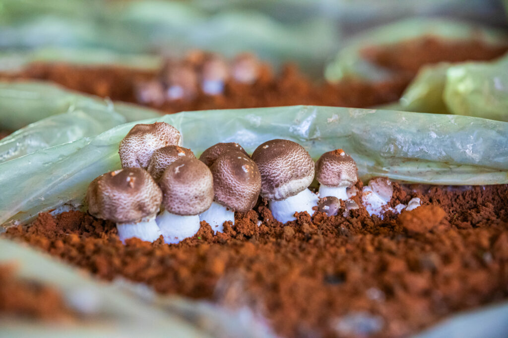 Agaricus blazei